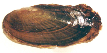 Scale shell